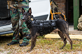 Camera Explosive Detection Dog (CAEDDs)